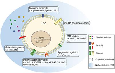 Commentary: Novel Cell Culture Paradigm Prolongs Mouse Corneal Epithelial Cell Proliferative Activity In Vitro and In Vivo